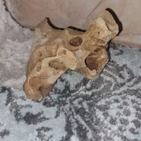 سنگ آکواریوم|ماهی|دماوند, دماوند|دیوار