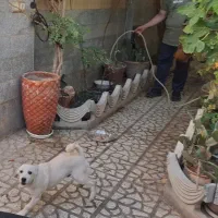 سگ پاکوتاه یکی گلدن نر و  داشهوند  نر  5 ماهه|سگ|سمنان, |دیوار