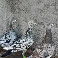 سه تا هفت رنگ سرکله دار