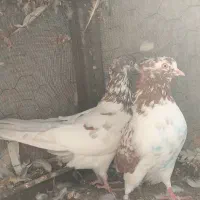 کفتر پرشی|پرنده|بندرعباس, |دیوار