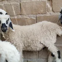 بره ماده