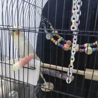 عروس هلندی نر سخنگو کارداده