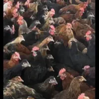 مرغ وخروس برای خون