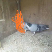 نرساده سبز معاوضه هم میکنم با نر ریش یانرمگس