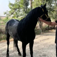 اسب قد ۱۸۳ .دو راس|اسب و تجهیزات اسب‌سواری|تهران, نیاوران|دیوار