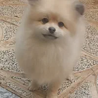 پامرین خرسی