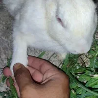 خرگوش لپ پشمالو ناناز|موش و خرگوش|کلاله, |دیوار