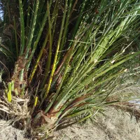 رامشیر روستای ازاده پاجوش برحی ستعمران خلاص نخل نر