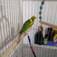 دو جفت مرغ عشق با۲ تا جوجه|پرنده|نقده, |دیوار