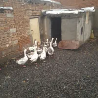 غاز محلی|حیوانات مزرعه|نمین, |دیوار