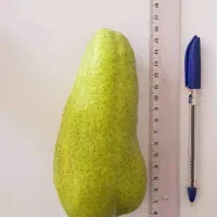پیش فروش نهال گلابی آبت فتال برای خاص پسندها|خدمات باغبانی و درختکاری|کرج, کوی کارمندان شمالی|دیوار