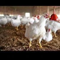 مرغ زنده مرغ گوشتی مرغ پرورشی مرغ کشتاری باکالابرگ