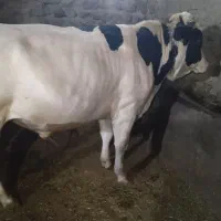 گاو گوساله مال کادری و...