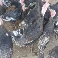 تعداد بوقلمون داشتی و گوشتی سالم