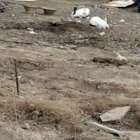 خرگوش|موش و خرگوش|تبریز, |دیوار