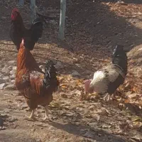 خروس وبوقلمون چاق برای کشتن