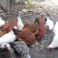 تعداد5عددمرغ ویک خروس|حیوانات مزرعه|گالیکش, |دیوار