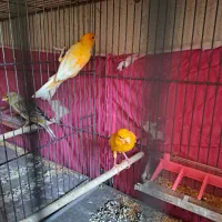 قناری پرتقالی نروماده