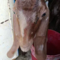 کهره  تکاوری اصل  .   قیمت مقطوع