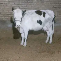 گاو و گوساله سیمینتال