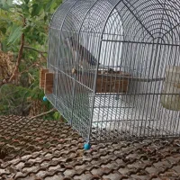 سهره سر سیاه چهار گل