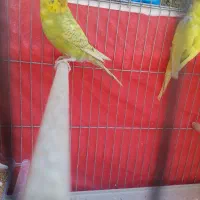 مرغ عشق|پرنده|شیراز, کوشک میدان|دیوار