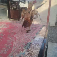 خروس لاری|حیوانات مزرعه|آق قلا, |دیوار