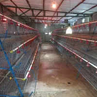 قفس مرغ تخمگذار