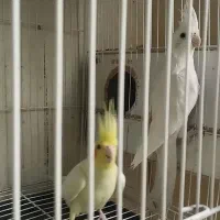 جفت عروس هلندی چشم شرابی|پرنده|مشهد, هدایت|دیوار