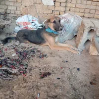 واگذاری سگ|سگ|خمینیشهر, |دیوار