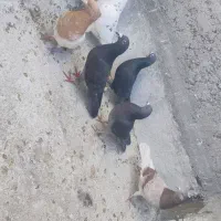 کفتر|پرنده|شیراز, کوشک میدان|دیوار