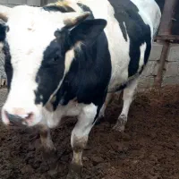 جوانه چاق فروشی