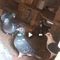 کبوتر|پرنده|میان جلگه, |دیوار