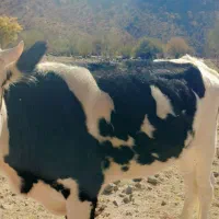 یک راس گستر هلشتاین|حیوانات مزرعه|جیرفت, |دیوار