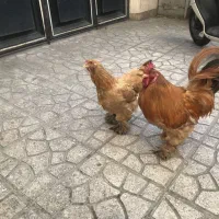 مرغ و خروس نژاد برهما با قفس آهنی