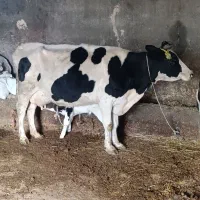 گاو شیری با گوساله ماده|حیوانات مزرعه|قره قوین, |دیوار