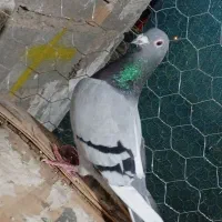 کفتر|پرنده|شیراز, سلطان آباد|دیوار