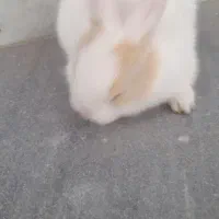 معاوضه خرگوش با کبوتر