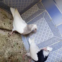 فروش یک جفت جوجه طوقی