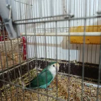 کوتوله یا طوطی برزیلی|پرنده|طرقبه, |دیوار