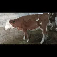 گوساله
