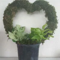 علف تراشی هرس شخم قطع درخت باغچه کاری و سایر خدمات|خدمات باغبانی و درختکاری|عباس‌آباد, |دیوار
