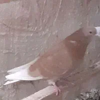 کفترزرد(فاروغ خان ف ن)