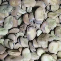 باقلا خشک تمیز و پزا، خو پخت