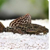 لجن خوار بزرگ با ماهی