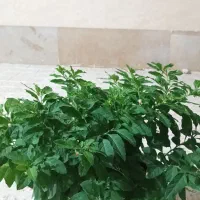 گوجه تزئینی|گل و گیاه طبیعی|شهریار, شهریار|دیوار