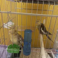پرنده|پرنده|اصفهان, ارزنان|دیوار