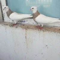 طوق آجری خالدار