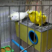 مرغ عشق پرواته ای معاوضه با فنچ نرگسی شکلاتی|پرنده|تبریز, |دیوار