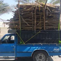 بریدن و خرید چوب لیمو از باغ دار|خدمات باغبانی و درختکاری|رودان, |دیوار